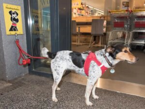 Lassen Sie Ihren Hund nicht unbeaufsichtigt vor Geschäften (Foto: © VIER PFOTEN, Tibor Rauch)