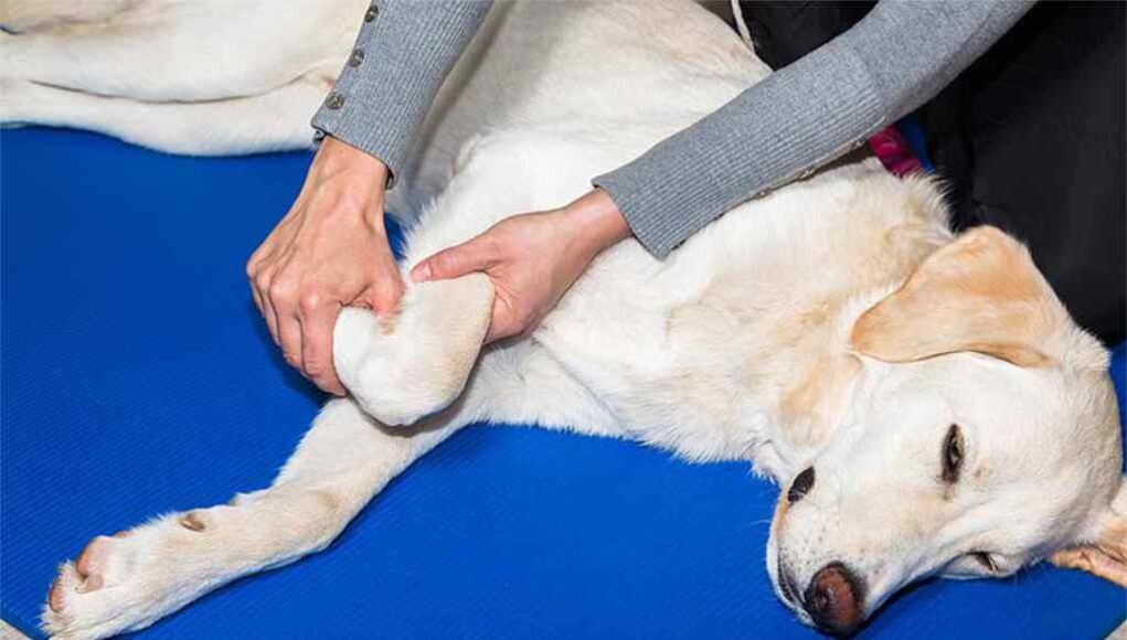 Die Hundephysiotherapie ist heute weit fortentwickelt. Ein kontrolliertes Bewegungstraining und Massagen gehören zum Therapiepaket (Foto: BfT/Adobe).