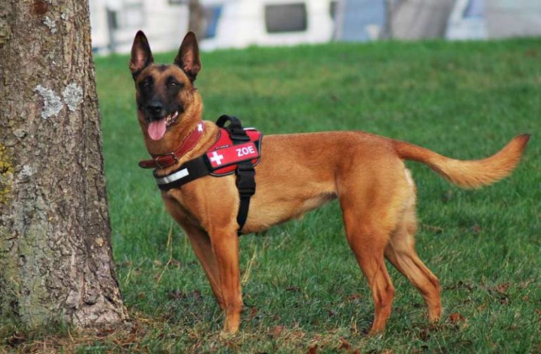 Hunde jagen invasive Käfer › HundeNachrichten › Ausbildung und Erziehung