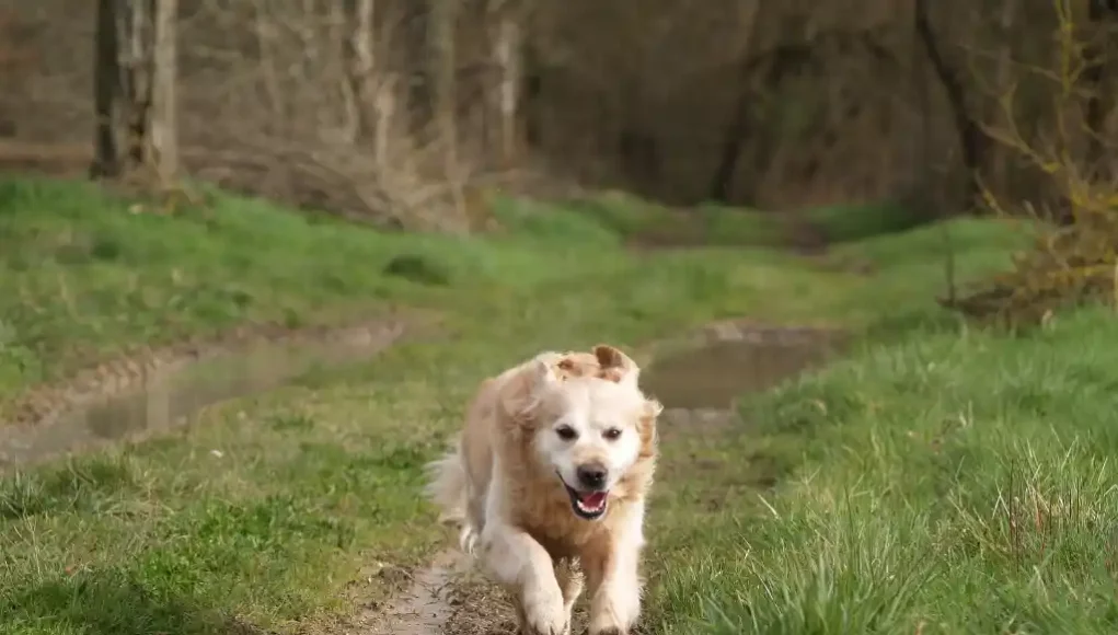 Golden Retriever