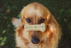 Golden Retriever mit Hundekeks