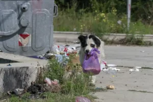 Straßenhund Rumänien_Deutscher Tierschutzbund