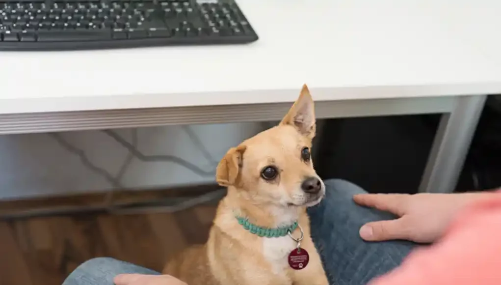 Hund im Büro