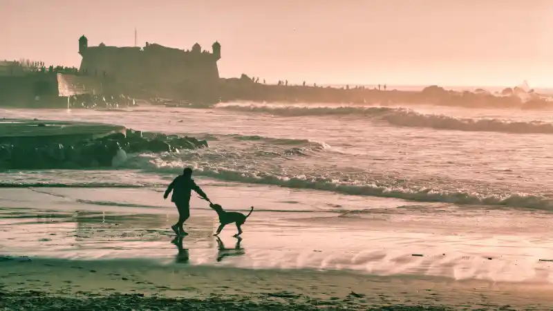 Urlaub-Reisen - Hund am Strand