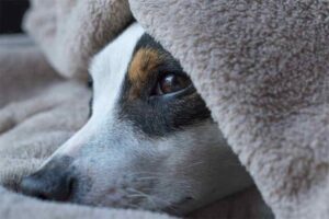 Wurminfektionen bei Hunden: Darauf sollten Hundehalter achten