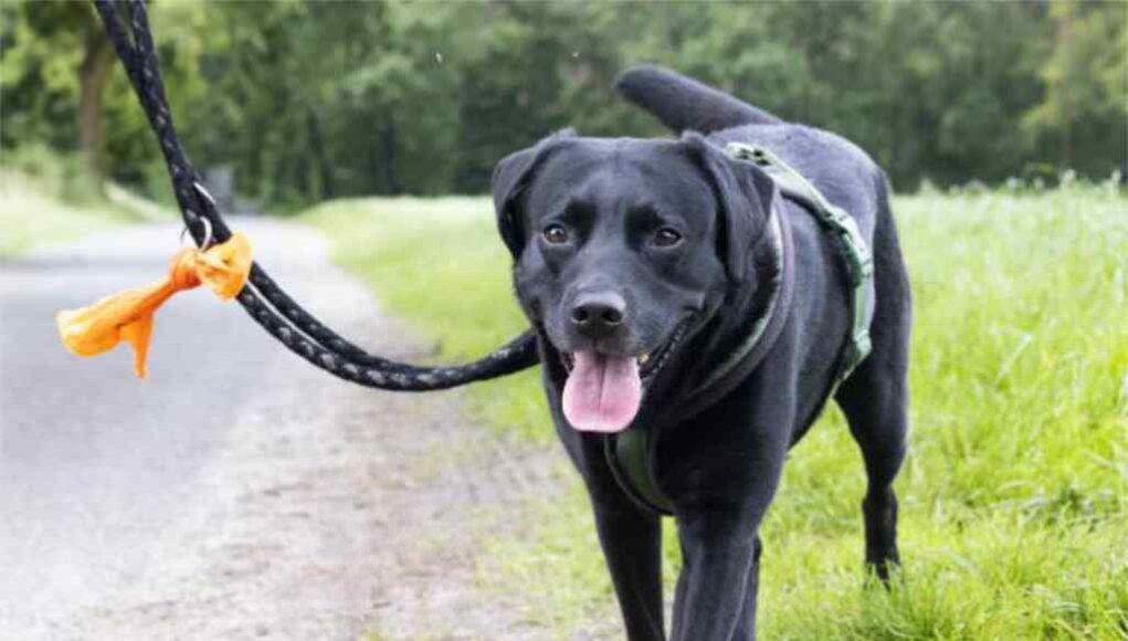 Wurmbefall bei Hunden