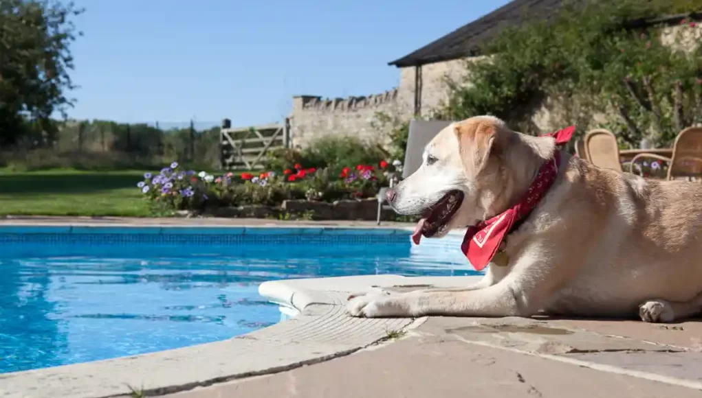 Gefahren beim Badespaß mit Hund