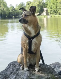 Hund im Wasser