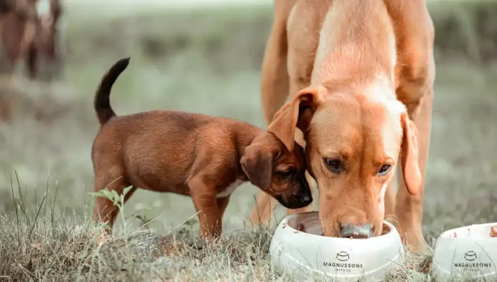 MAGNUSSON - Richtige Ernährung für Hunde 1