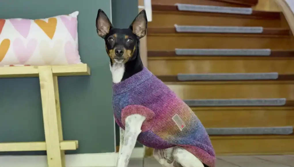 WOLTERS Strickpullover für Hunde- Rainbow Mood