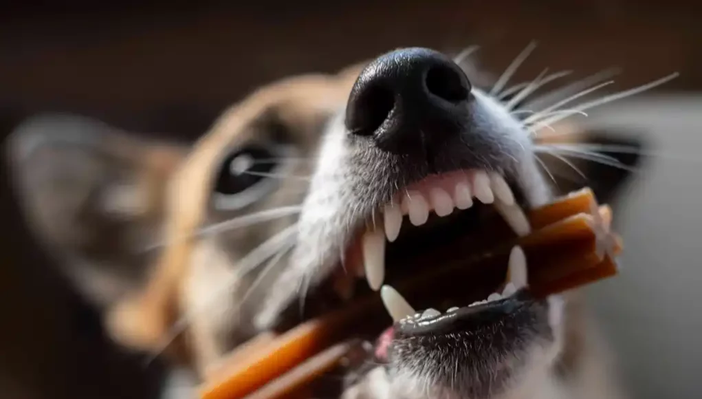 Zahnpflege bei Hunden