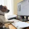 Studie: Jeder zweite Hundebesitzer nimmt den Hund mit ins Büro