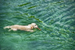 Hund im Wasser