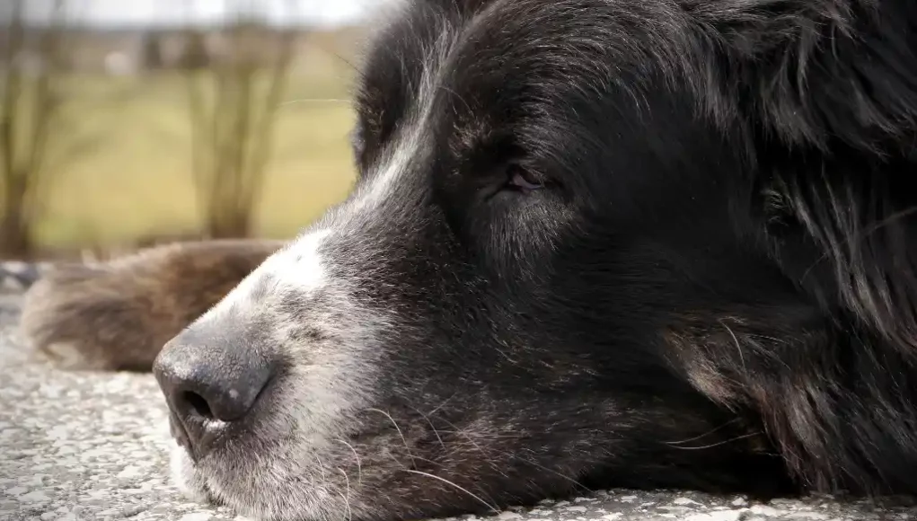 Älterer Hund - Hundesenior