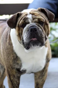 Bulldogge