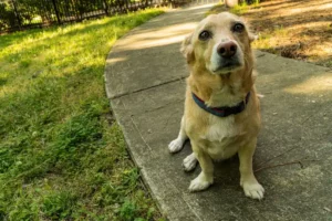 Corgi-Mix