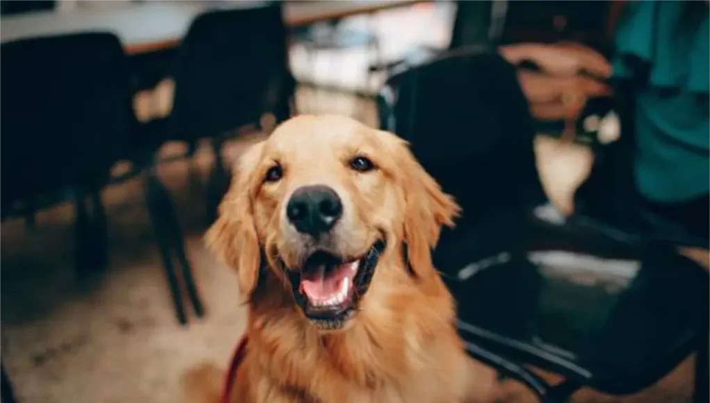 Schulhunde im Unterricht