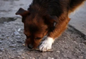 Hund beim Fressen