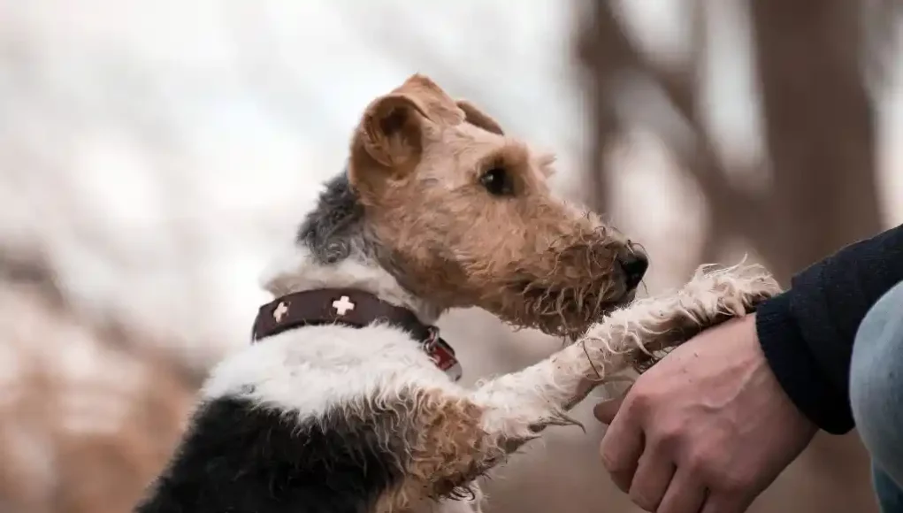 Hund und Mensch