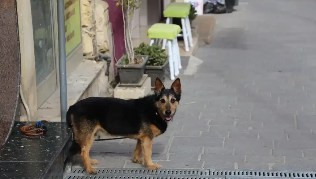 Angeleinter Hund vor dem Geschäft