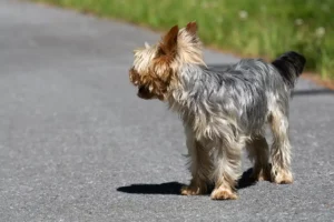 Hund auf der Straße