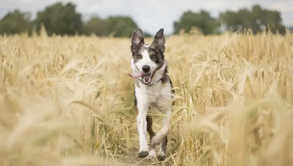 Hund im Feld - Grannen