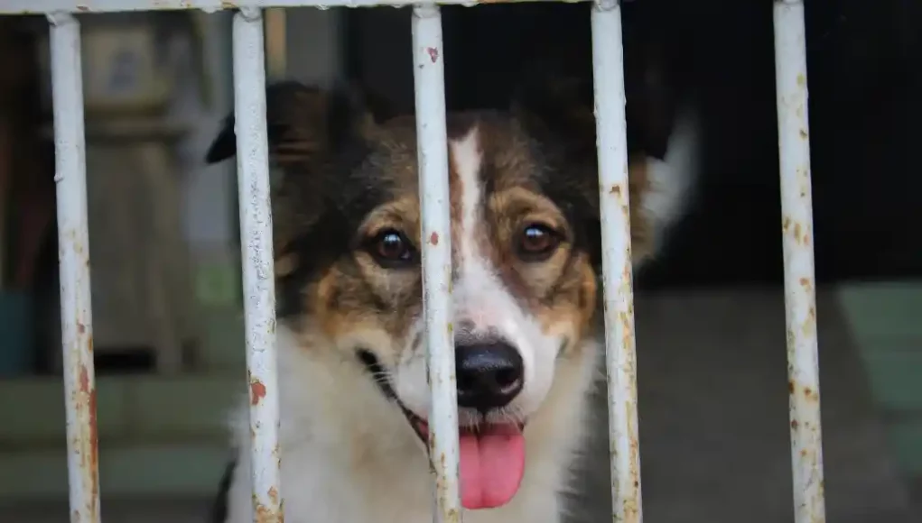 Hund hinter Gittern