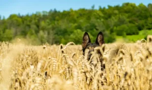 Hund im Feld