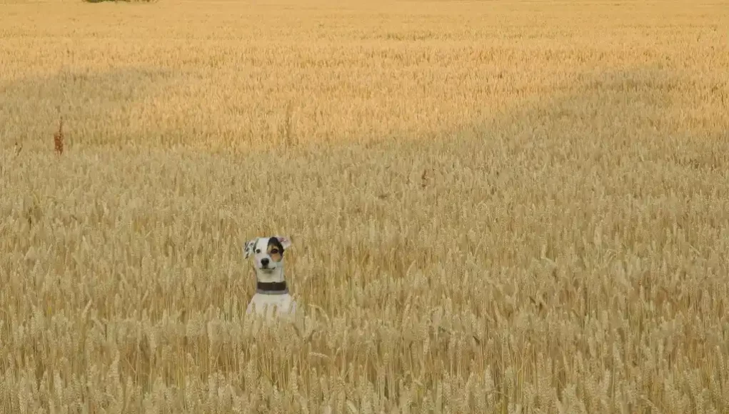 Hund im Feld