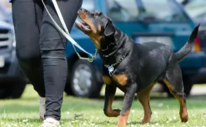 Hundeerziehung - Hundeschule