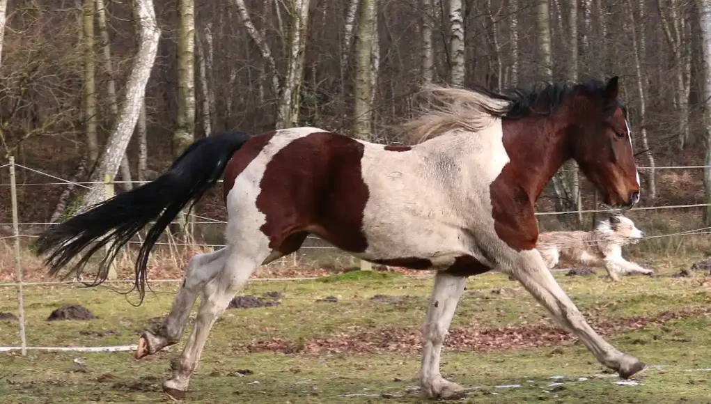 Hund und Pferd