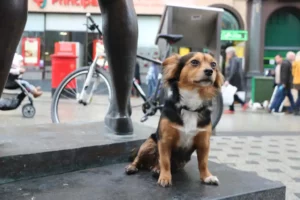 Hund in Stadt