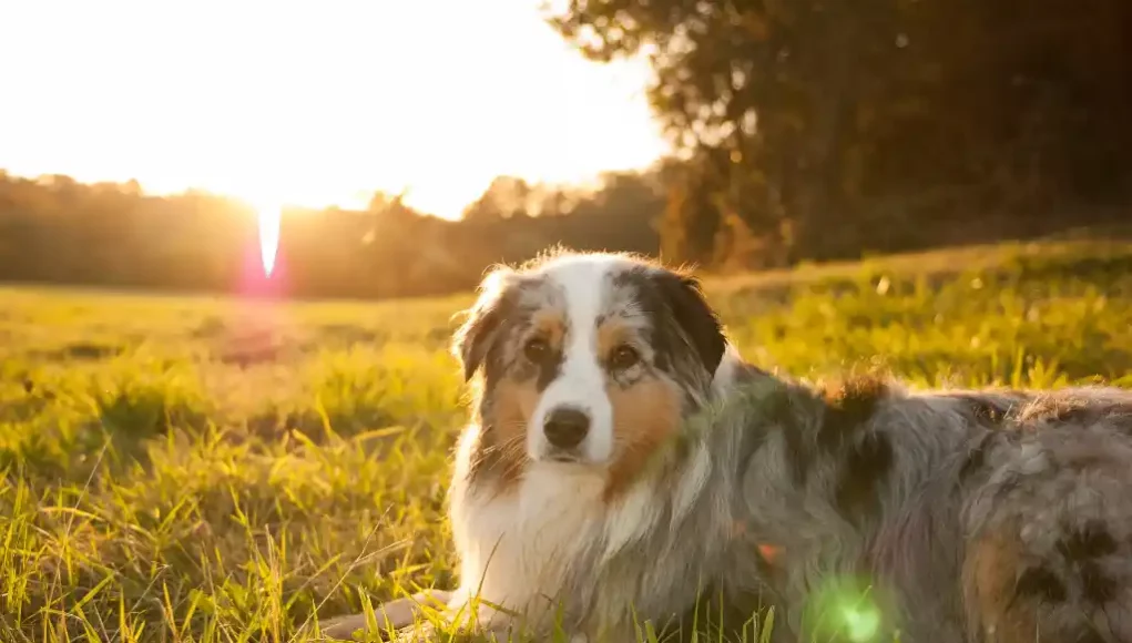 Australian Shepherd