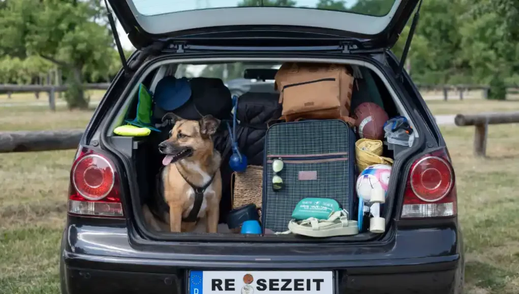 Reisen mit dem Hund