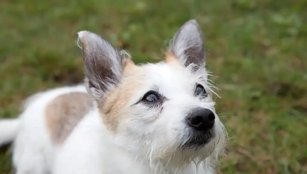 Abschied vom Hund nehmen