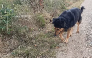 Fenja im Wald unterwegs