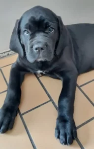 HTV - Cane Corso