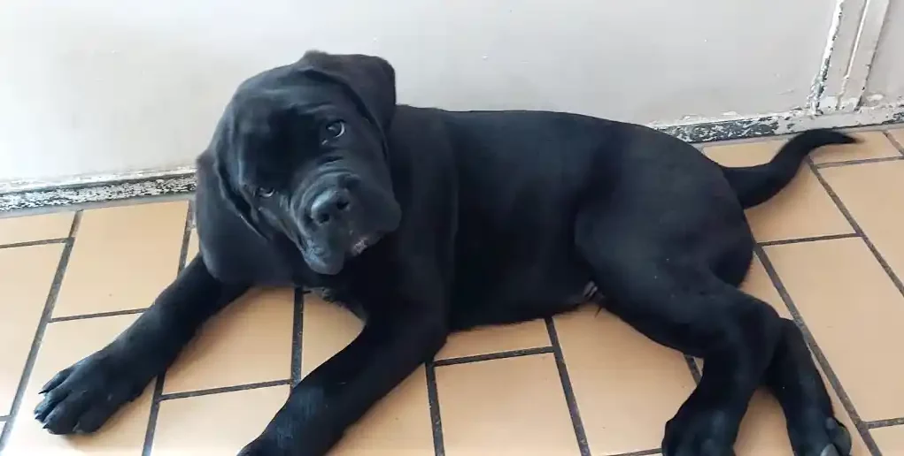 HTV - Cane Corso