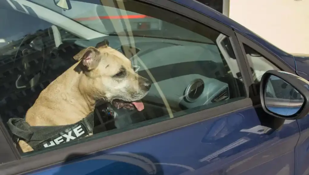 Hitzefalle - Hunde niemals im Auto zurücklassen