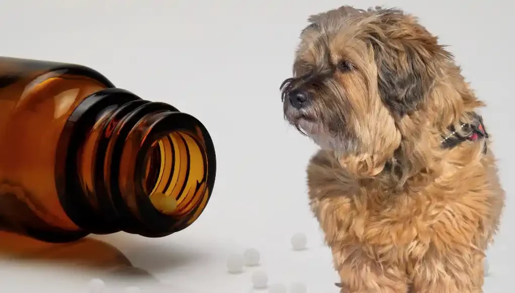 Homöopathie beim Hund