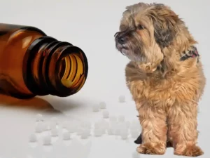 Homöopathie beim Hund