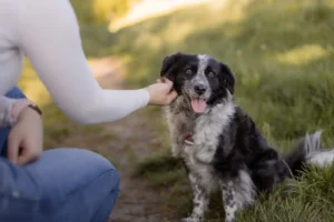 Hund mit Halterin auf der Wiese