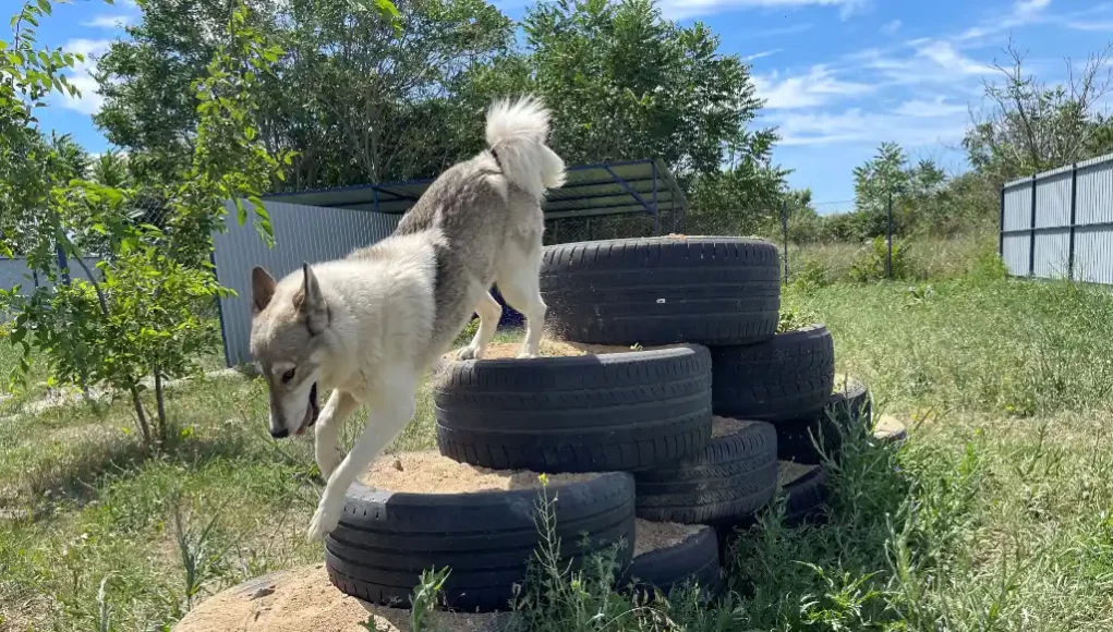 Hundeausläufe Odessa