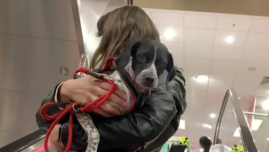 Keine Hunde auf der Rolltreppe