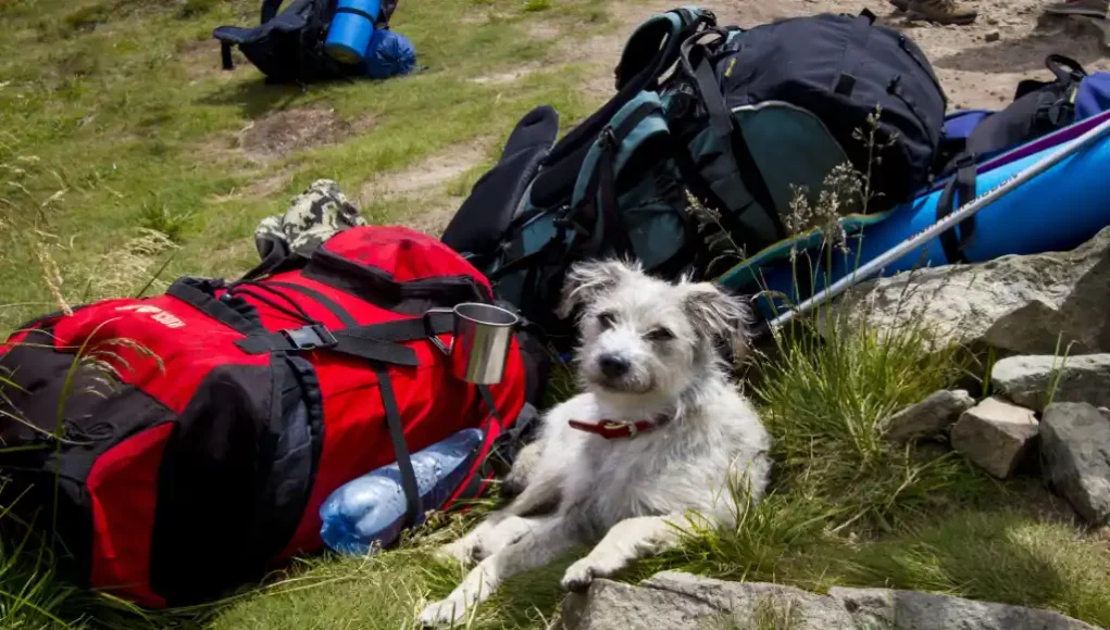 Richtig Campen mit Hund