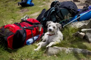 Richtig Campen mit Hund