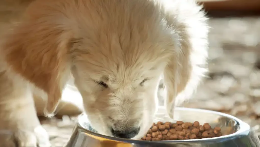 Eukanuba für Welpen