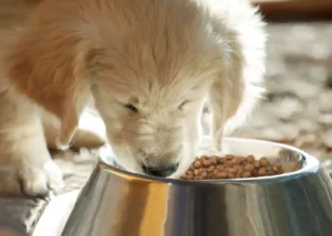 Eukanuba für Welpen