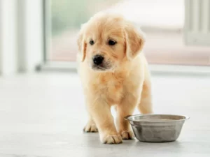 Golden-Retriever Welpe