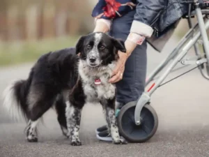 Senioren als Tierhalter